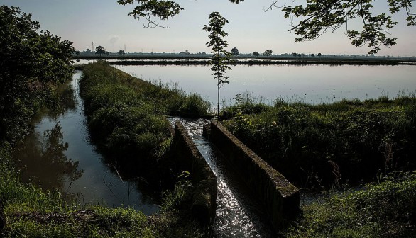 Rice Cultivation In Novara