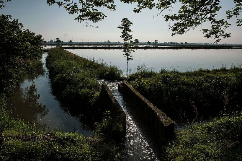 Rice Cultivation In Novara