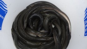 NETHERLANDS-FISHING-ANIMALS-EELS-SCIENCE