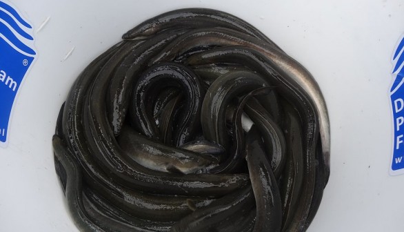 NETHERLANDS-FISHING-ANIMALS-EELS-SCIENCE