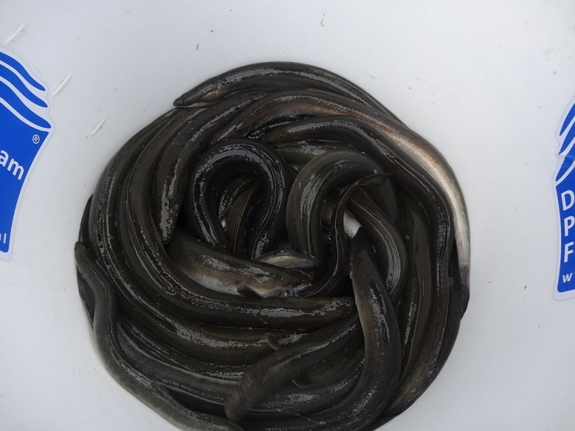 NETHERLANDS-FISHING-ANIMALS-EELS-SCIENCE