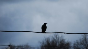 Crows Disrupt South Korea's Power Infrastructure, Causing Widespread Blackouts from Seoul to Busan