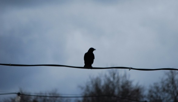 Crows Disrupt South Korea's Power Infrastructure, Causing Widespread Blackouts from Seoul to Busan