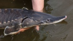 Baltic Sturgeon, Once Extinct In The Region, Get A Second Chance In The Oder River