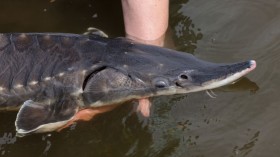 Baltic Sturgeon, Once Extinct In The Region, Get A Second Chance In The Oder River