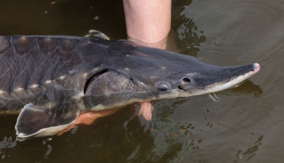 Baltic Sturgeon, Once Extinct In The Region, Get A Second Chance In The Oder River