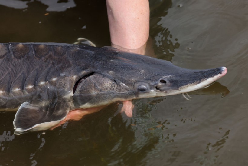 Baltic Sturgeon, Once Extinct In The Region, Get A Second Chance In The Oder River