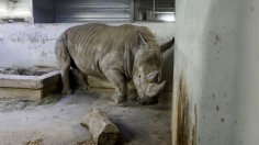 FRANCE-ANIMALS-ZOO