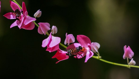 Malaysia Bee Farm Group Raises Awareness Of Bee Decline