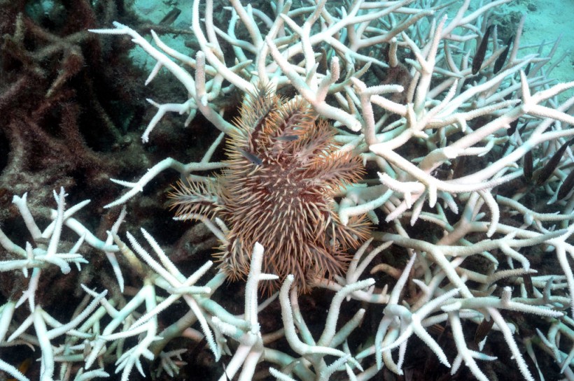 THAILAND-OCEANS-CONSERVATION-CORAL