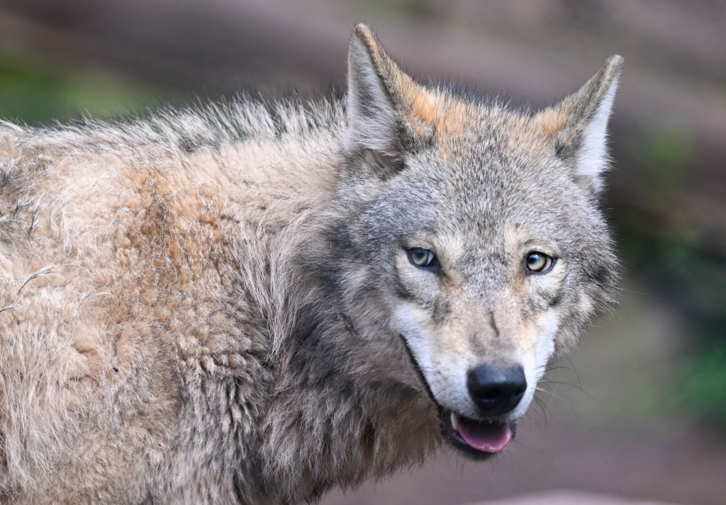 Reintroduction of Wolves to Isle Royale Shows Fleeting Impact on ...