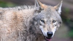 GERMANY-ANIMALS-WOLF