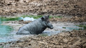 SRI LANKA-WILDLIFE-BOAR