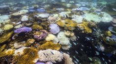 Great Barrier Reef