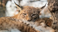 Iberian Lynx: 'Endangered Species' Status of European Wild Cat Reversed by IUCN from Near Extinction Following Decades-Long Reproduction Projects