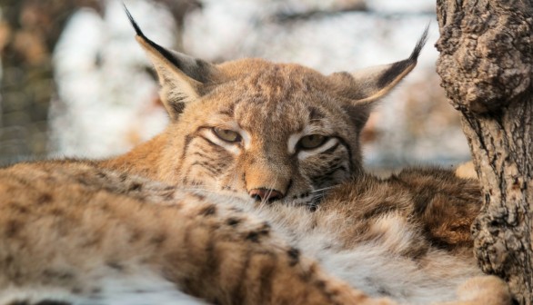 Iberian Lynx: 'Endangered Species' Status of European Wild Cat Reversed by IUCN from Near Extinction Following Decades-Long Reproduction Projects