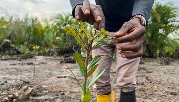 NIGERIA-CLIMATE-ENVIRONMENT-MANGROVES