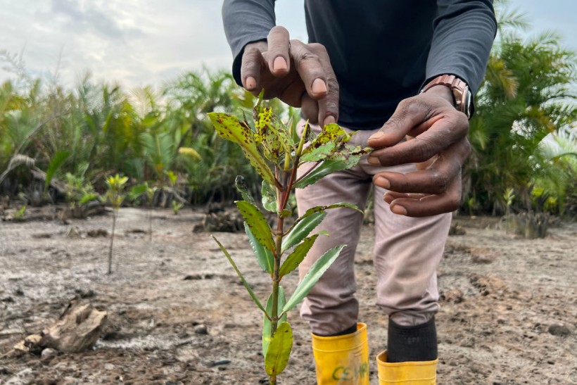 NIGERIA-CLIMATE-ENVIRONMENT-MANGROVES