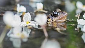 'Frog Saunas' Are Potential Solution in Battling the Deadly Chytrid Fungus Threatening Endangered Wildlife [Research]