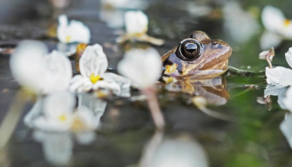 'Frog Saunas' Are Potential Solution in Battling the Deadly Chytrid Fungus Threatening Endangered Wildlife [Research]