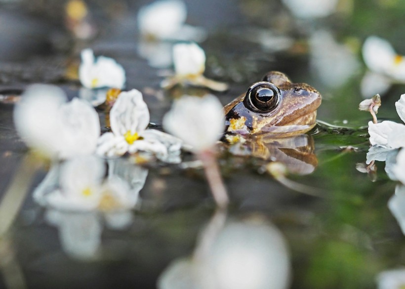 'Frog Saunas' Are Potential Solution in Battling the Deadly Chytrid Fungus Threatening Endangered Wildlife [Research]