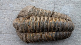 Trilobite Fossils Over 500 Million Years Ago Found Well-Preserved Under Volcanic Ash in Morocco, Revealing Mystery Behind Extinct Animal Group [Study]