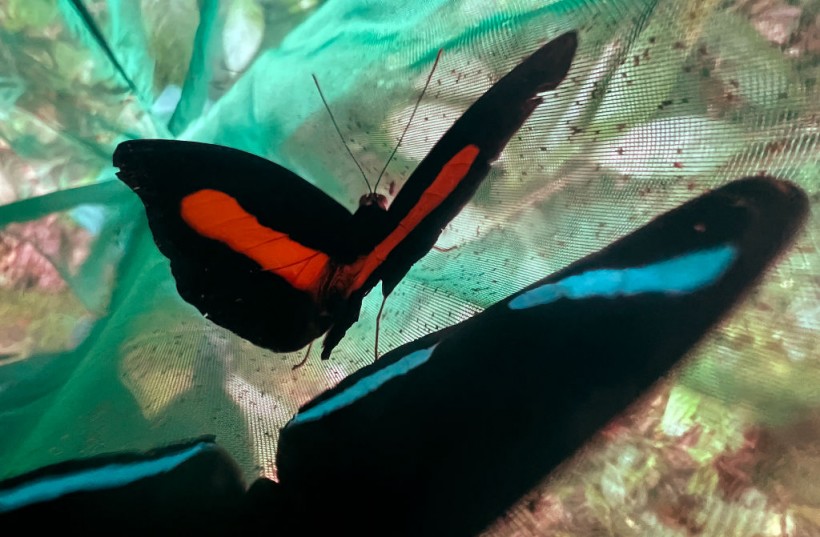 ECUADOR-CLIMATE CHANGE-SCIENCE-BUTTERFLY