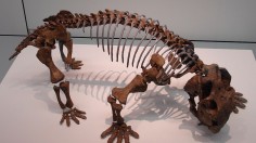 Lystrosaurus