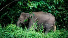 Borneo Elephants at Risk of Extinction, Classified as ‘Endangered Species’ Under the IUCN Red List of Threatened Species