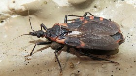 Chagas Disease Found to be Carried by 'Black, Orange Insects' in Delaware for the First Time [Study]