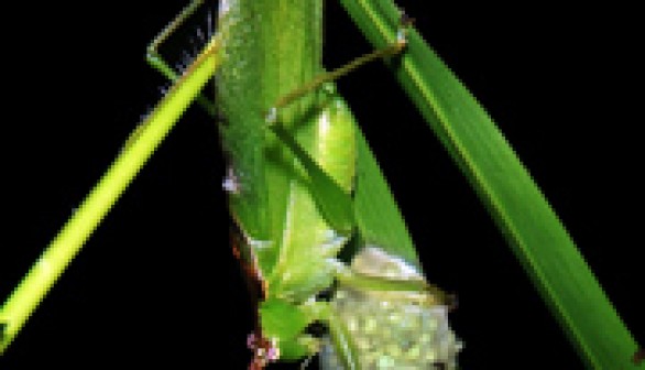 A katydid eating eggs of a Hansen's tree frog