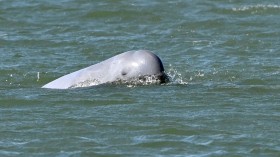 CAMBODIA-ENVIRONMENT-CONSERVATION-DOLPHIN