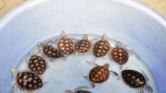 29 Smuggled Turtles from 'Chinese Black Market' Found Inside Bag of Woman Attempting to Cross US-Canada Border