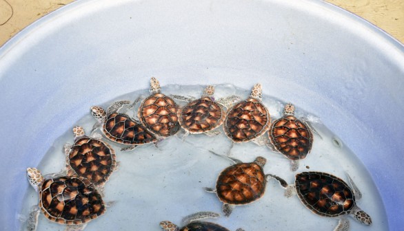 29 Smuggled Turtles from 'Chinese Black Market' Found Inside Bag of Woman Attempting to Cross US-Canada Border