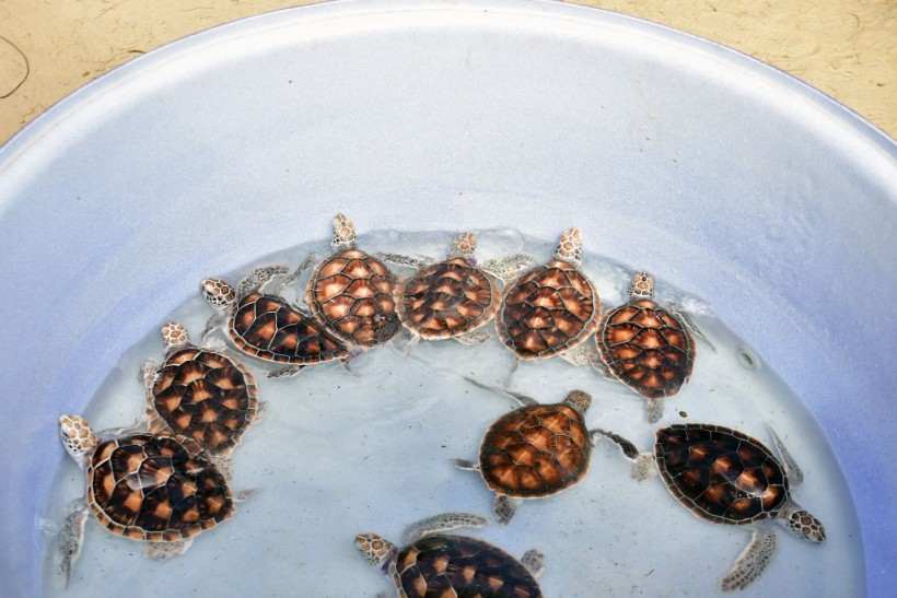 29 Smuggled Turtles from 'Chinese Black Market' Found Inside Bag of Woman Attempting to Cross US-Canada Border