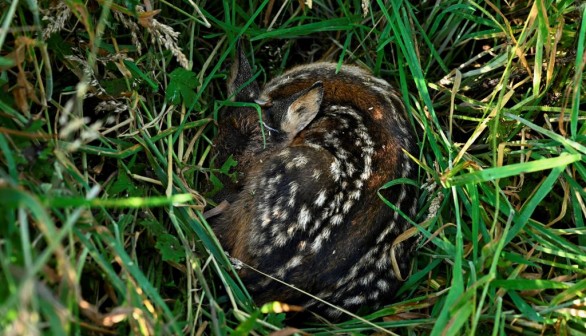 BELGIUM-ANIMAL-ENVIRONMENT-DEER