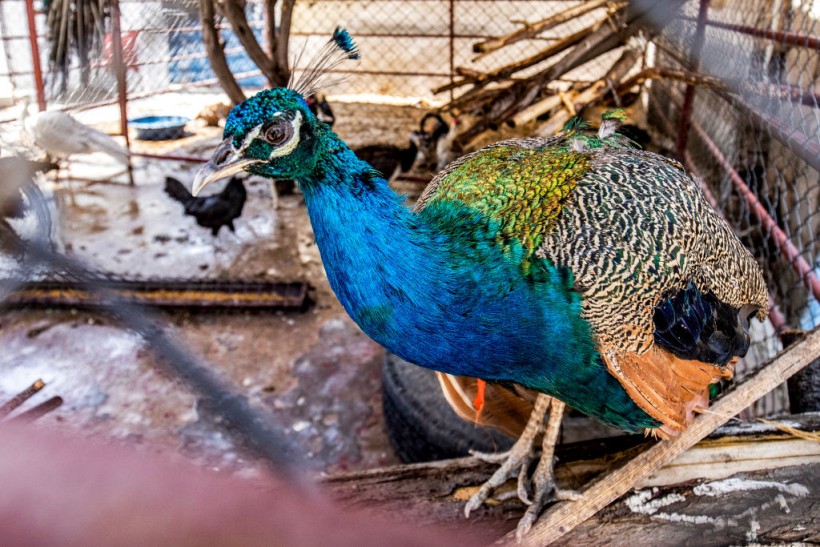 A peacock