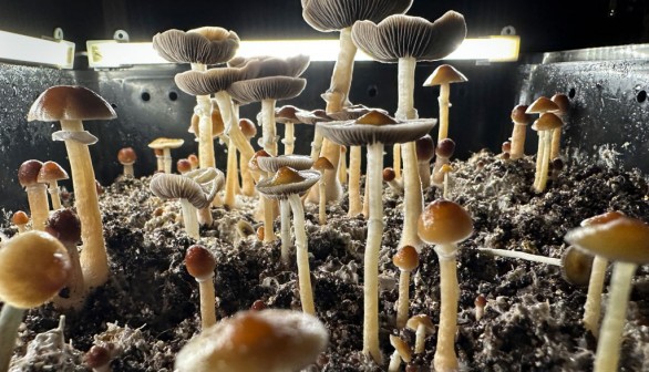 Psilocybin Mushrooms Increasingly Sought For Therapeutic Purposes