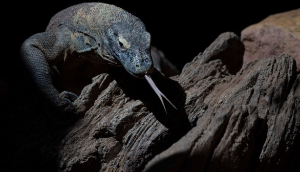 SPAIN-ANIMALS-KOMODO DRAGON