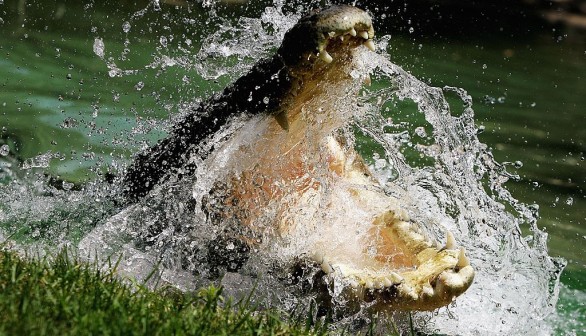 Crocodile Kills 12-Year-Old Girl in Australia's Northern Territory, Renewing Risks Posed by Saltwater Crocodiles in the State