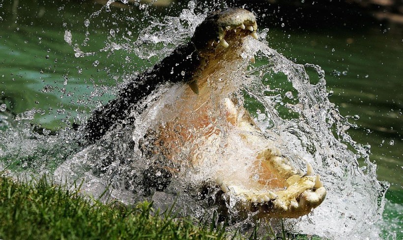 Crocodile Kills 12-Year-Old Girl in Australia's Northern Territory, Renewing Risks Posed by Saltwater Crocodiles in the State