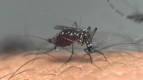 Mosquito Alert Issued for Florida Amid Rise in Dengue Cases, CDC Warns Public of Deadly Dengue Fever Infections