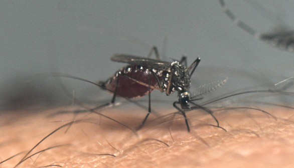 Mosquito Alert Issued for Florida Amid Rise in Dengue Cases, CDC Warns Public of Deadly Dengue Fever Infections