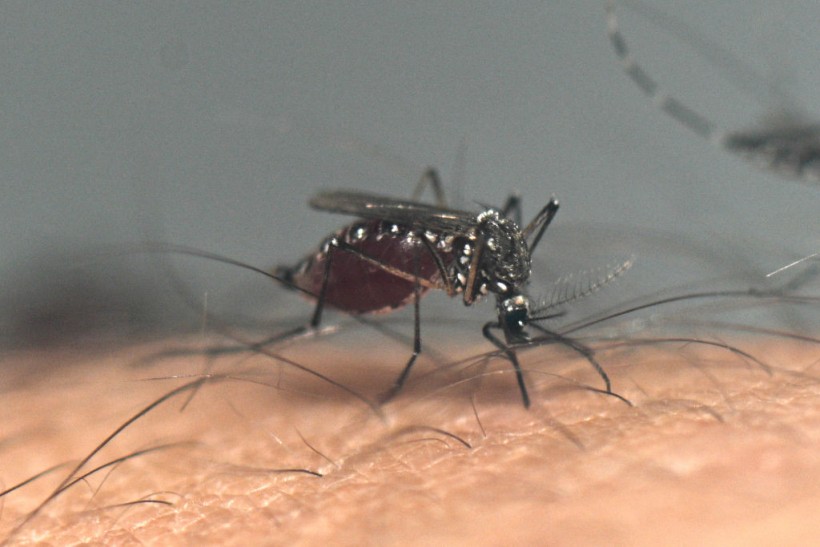 Mosquito Alert Issued for Florida Amid Rise in Dengue Cases, CDC Warns Public of Deadly Dengue Fever Infections