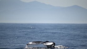 humpback whale