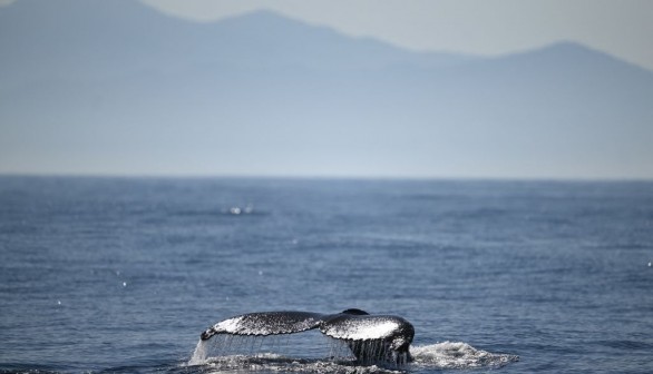 humpback whale