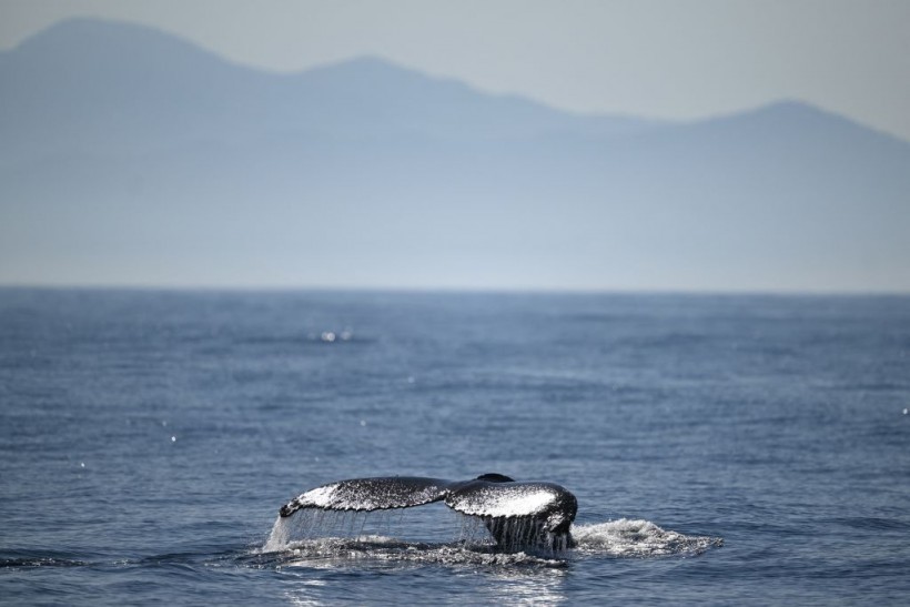 humpback whale