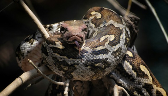 Venomous Snake Dies After Indian Man Bites Back During Encounter at Railway Site in Bihar State