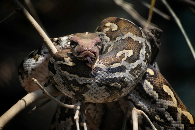 Venomous Snake Dies After Indian Man Bites Back During Encounter at Railway Site in Bihar State