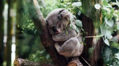 Koala Cuddling Experience Banned at Lone Pine Koala Sanctuary in Australia, Do Koalas Get Stressed When Touched?